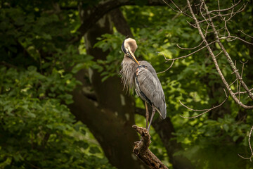 Fototapeta premium Great Blue Heron perched on a tree branch over the river