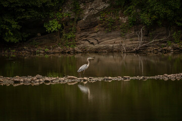 Great Egret on a berm in the marsh