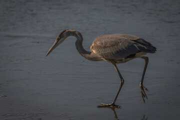 Great Blue Heron fishes in the marsh