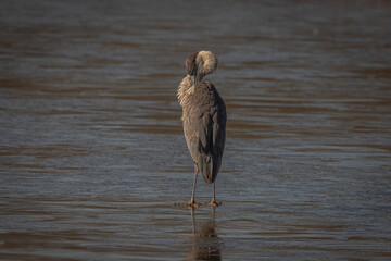 Immature Great Blue Heron preens while standing in the marsh