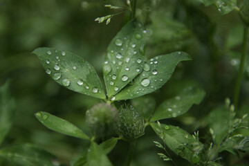 Transparent drops of water on clover leaves.