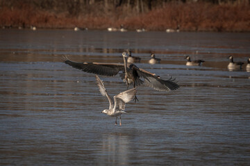 Great Blue Heron lands on the frozen water of the marsh