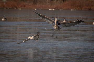 Great Blue Heron lands on the frozen water of the marsh