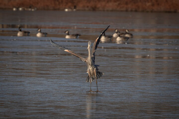 Great Blue Heron lands on the frozen water of the marsh