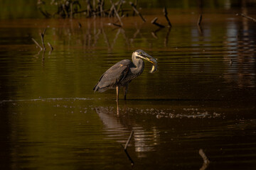 Naklejka premium Great Blue Heron fishes in the marsh
