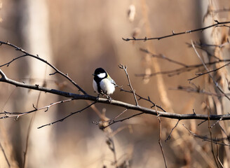 木の枝にとまったシジュウカラ
