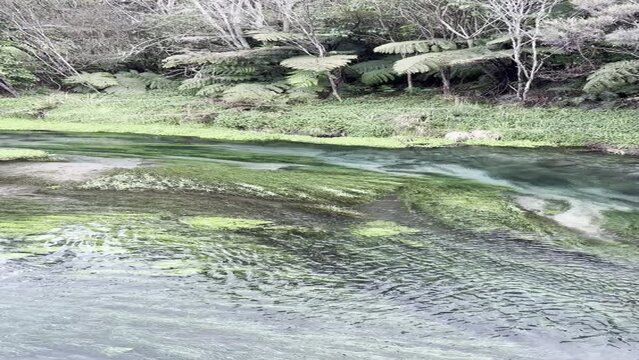 ブルースプリング プタルル ニュージーランド