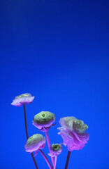 fiori verticale, fiori dentro a un vaso con ombre, background Still life. oggetto floreale su sfondo orizzontale libero blu neon cover book