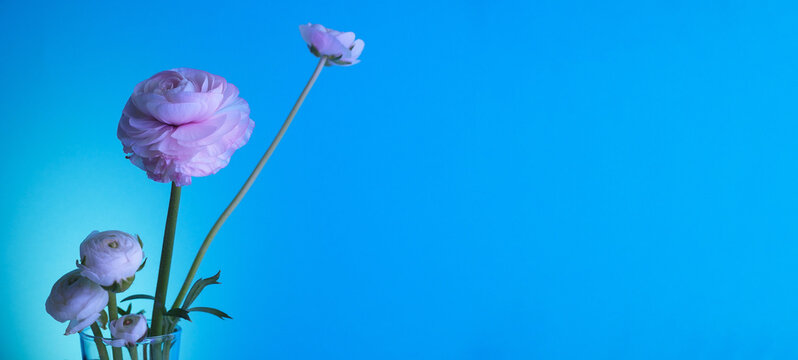 fiori Web banner, fiori dentro a un vaso, background Still life. oggetto floreale su sfondo orizzontale libero blu