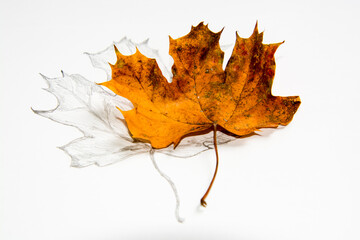 Drawing of Autumn dry leaf on paper