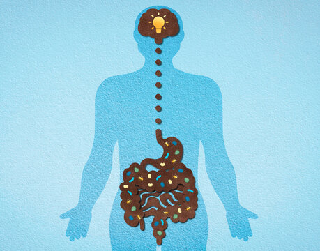 The Gut-Brain Axis - Conceptual Illustration