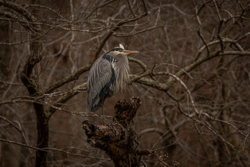 Portrait of a Great Blue Heron