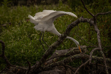 Great Egret fishes from a fallen tree branch
