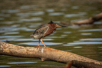 Green Heron hunts along a fallen branch in the marsh