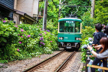 Naklejka premium 神奈川県鎌倉 江ノ電とあじさい 