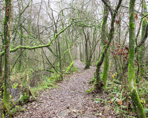 Fototapeta premium leśna droga drzewa porośnięte mchem powyginane 