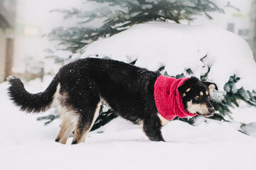 Fototapeta na wymiar Beautiful dog on winter background christmas border collie