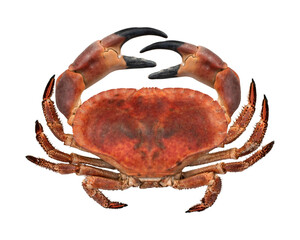 big red boiled crab isolated on white background. Top view.