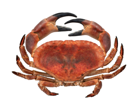 big red boiled crab isolated on white background. Top view.