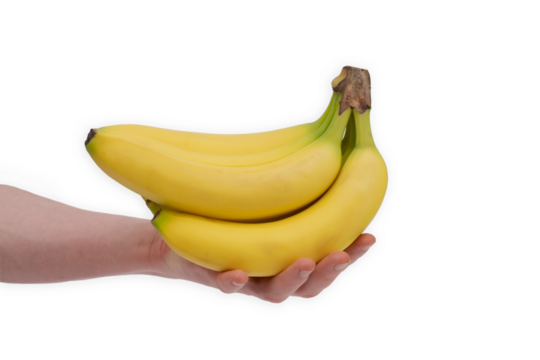 A bunch of mini bananas in male hand. Image of exotic fruits isolated on white background. Bio fresh fruits.