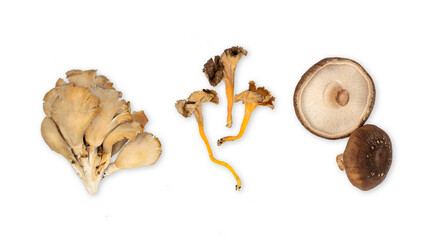 Different types of mushroom isolated on white background