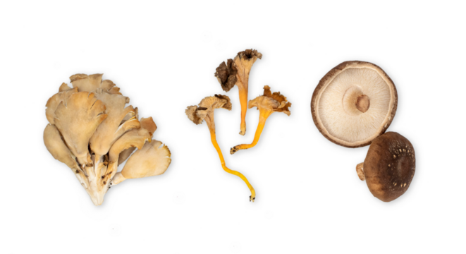 Different types of mushroom isolated on white background