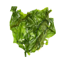 Laminaria Kelp Seaweed Isolated on White Background. fresh Laminaria or kelp Seaweed Isolated on White Background. konbu, alga, Kelp, Seaweed                                                         © boommaval
