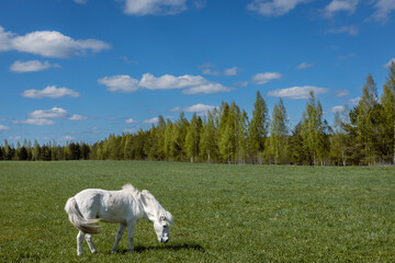 A white pony is grazing in a field.