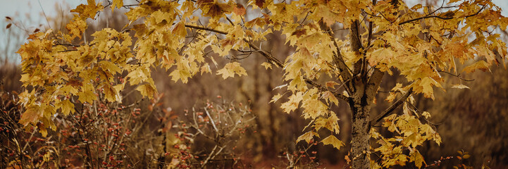 The maple is covered with yellow leaves. The substrate for the design. Golden autumn.