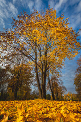 The tree is covered with yellow leaves. Under the crown, the ground is covered with fallen leaves