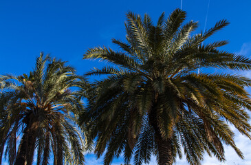 Fototapeta na wymiar Palm Tree Sky