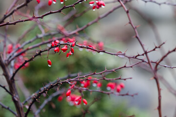 ripe barberry fruit in autumn