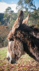 Perfil de burro en el campo
