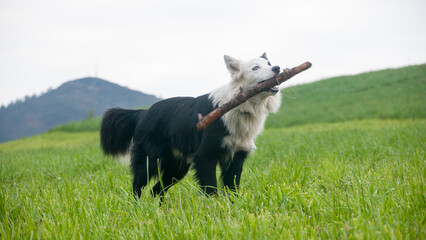 Perro blanco y negro jugando con un palo en pradera montañosa