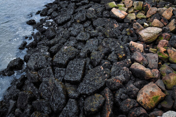 Seaweed on stones