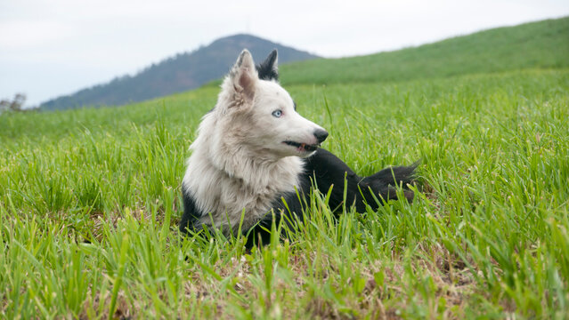 Perro  de pelo blanco y negro  en pradera verde