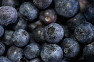 Freshly picked dark blueberries on dark background among other blueberries. Narrow depth of field