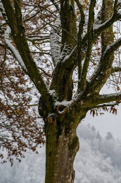Baum Skulptur bei Simbach am Inn