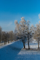 Bäume im Winter bei Dingolfing
