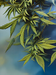 Green Cannabis Plants with Mature Marijuana Buds Ready to Harvest 
