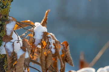 Bäume im Winter bei Dingolfing