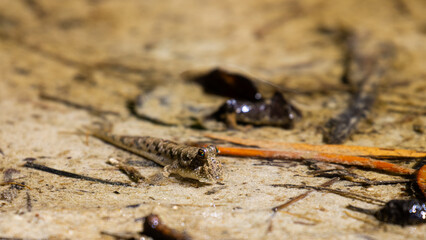 Camouflaged mudskipper basking in the sun near a water in Daintree National Park in Queensland, Australia. Daintree rainforest symbol