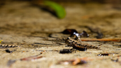 Camouflaged mudskipper basking in the sun near a water in Daintree National Park in Queensland, Australia. Daintree rainforest symbol
