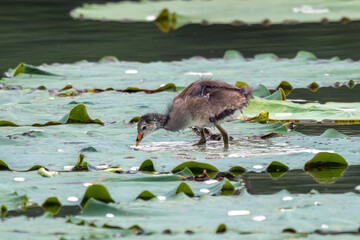 Close-up of a sitting / standing common moorhen with green backgorund