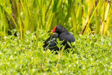 Close-up of a sitting / standing common moorhen with green backgorund