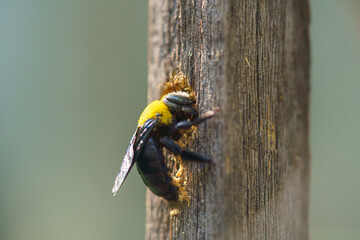 Carpenter bee drilling holes in wood full of sawdust. Close up of Tropical bumble bee (Xylocopa latipes). Explore the world of insects.