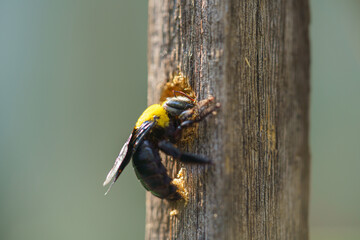 Carpenter bee drilling holes in wood full of sawdust. Close up of Tropical bumble bee (Xylocopa latipes). Explore the world of insects.