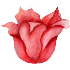 Single tulip. Watercolor illustration. Hand-painted