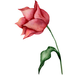 Spring flower. Pink tulips on a white background. Watercolor illustration.