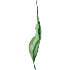 Watercolor designer element herbs green leaf